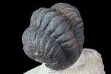 Bargain, Reedops Trilobite - Foum Zeguid, Morocco #84685-4